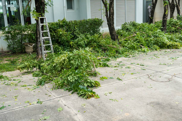 Tree Service Company in Garland, UT